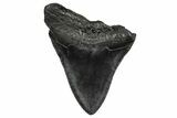 Fossil Megalodon Tooth - South Carolina #341465-1